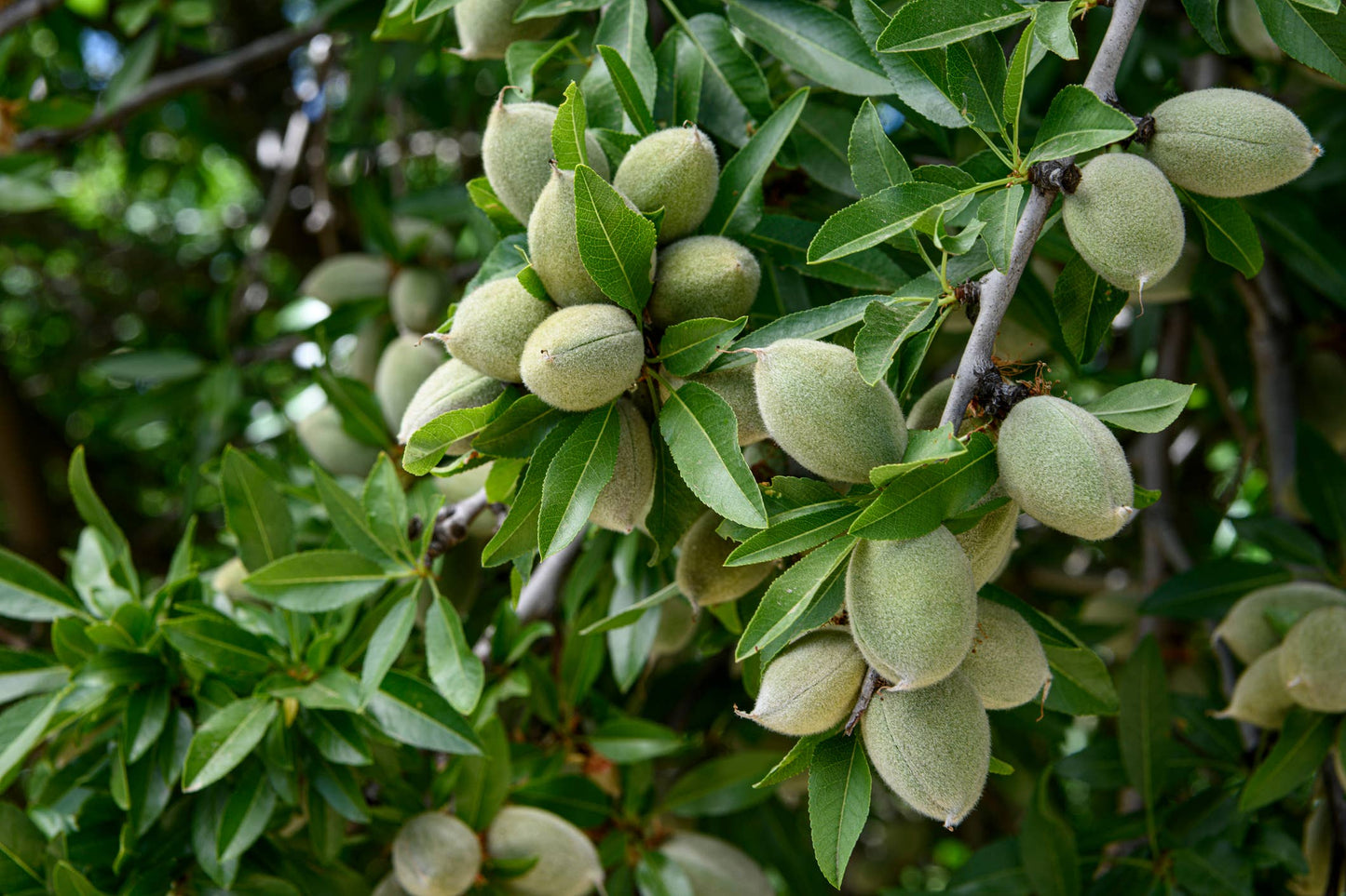 Sweet Almond Oil - 100% Pure Oil