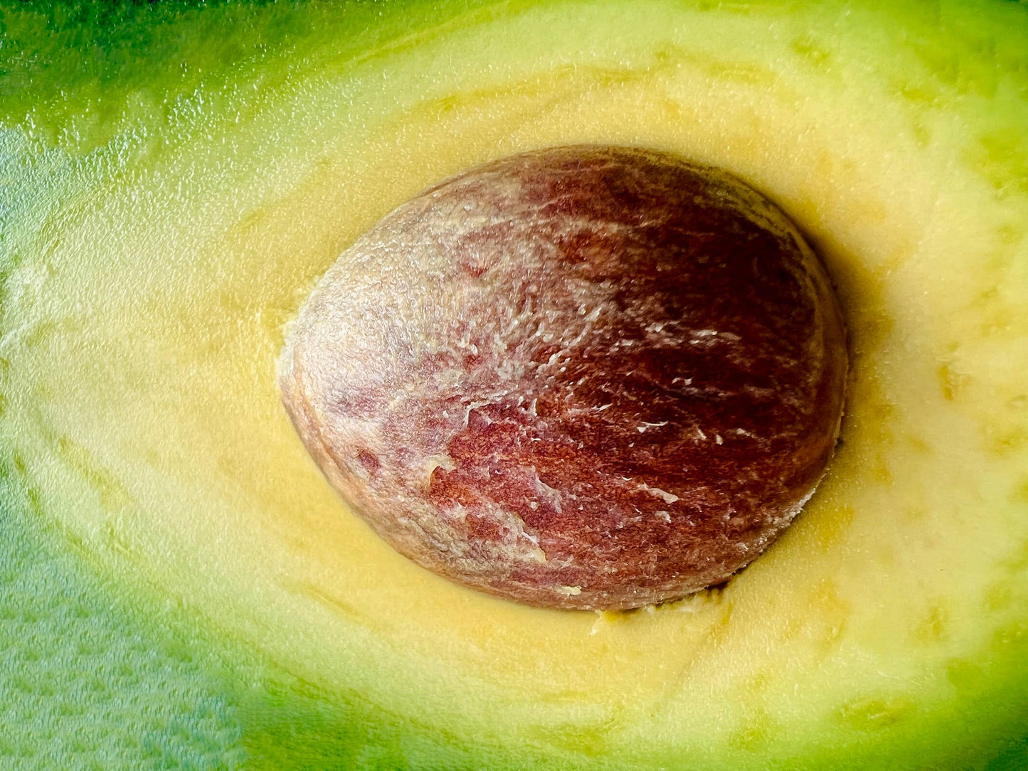 Avocado Oil - 100% Pure Oil